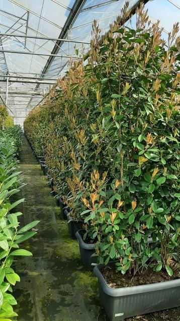Photinia Red Robin,  kant en klaar haag 200 cm hoog beschikbaar voor biedingen