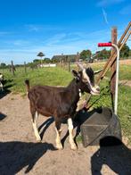 Jonge toggenburger bok te koop, Dieren en Toebehoren, Schapen, Geiten en Varkens, Mannelijk, Geit