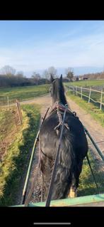 Prachtige zwarte ruin, Dieren en Toebehoren, Pony's, E pony (1.48m - 1.57m), Ruin, Niet van toepassing, 11 jaar of ouder