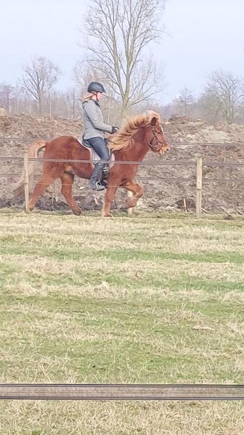 Bijrijder IJslander aangeboden, Dieren en Toebehoren, Paarden en Pony's | Verzorgingsproducten, Nieuw, Ophalen of Verzenden