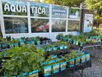 Waterplantenplanten specialist ! Limburg, Ophalen