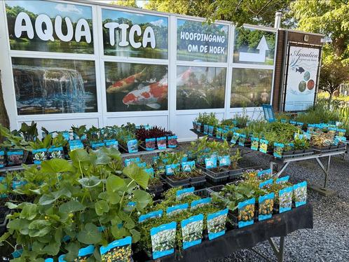 Waterplantenplanten specialist ! Limburg, Tuin en Terras, Vijver-toebehoren, Ophalen
