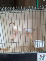 div tropen, Dieren en Toebehoren, Vogels | Overige Vogels, Meerdere dieren, Tropenvogel