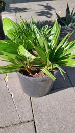 5x jonge Chamaerops Humilis Vulcano, Ophalen, Overige soorten, Volle zon