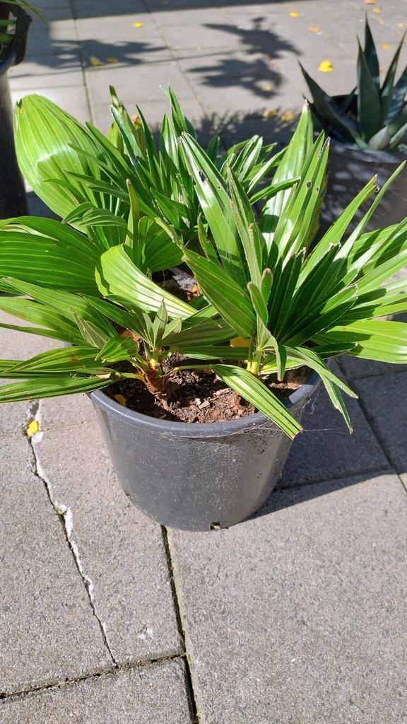 5x jonge Chamaerops Humilis Vulcano, Tuin en Terras, Planten | Tuinplanten, Overige soorten, Volle zon, Ophalen