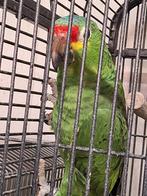 Papegaai, Dieren en Toebehoren, Vogels | Parkieten en Papegaaien, Mannelijk, Papegaai