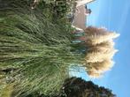 Pampas pluimen, Ophalen, Nieuw