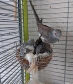 5 diamantduifjes, Meerdere dieren, Tropenvogel, Tam