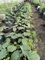Surinaamse Boulanger (aubergine) planten in bloei 6,50, Ophalen, Zomer, Overige soorten, Volle zon