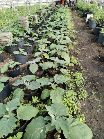 Surinaamse Boulanger (aubergine) planten in bloei 6,50  beschikbaar voor biedingen