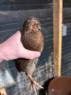 2 broertjes japande kwartel, Dieren en Toebehoren, Mannelijk