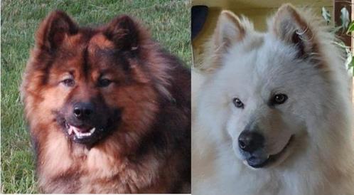 Dekreuen Eurasier en outcross Eurasier, Dieren en Toebehoren, Honden | Dekreuen, Meerdere dieren, Fokker | Hobbymatig, Meerdere
