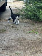 Boerderij kitten, Kater, Kortharig, 0 tot 2 jaar