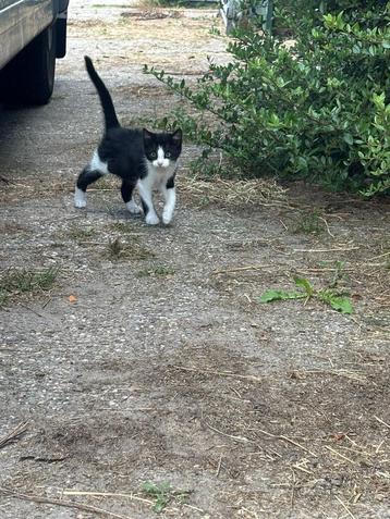 Boerderij kitten beschikbaar voor biedingen