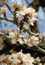 Amandelbomen laagstam hoogstam, Ophalen of Verzenden, In pot, Overige soorten, Lente