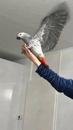 Super tamme baby grijze roodstaarten, Dieren en Toebehoren, Meerdere dieren, Papegaai, Pratend
