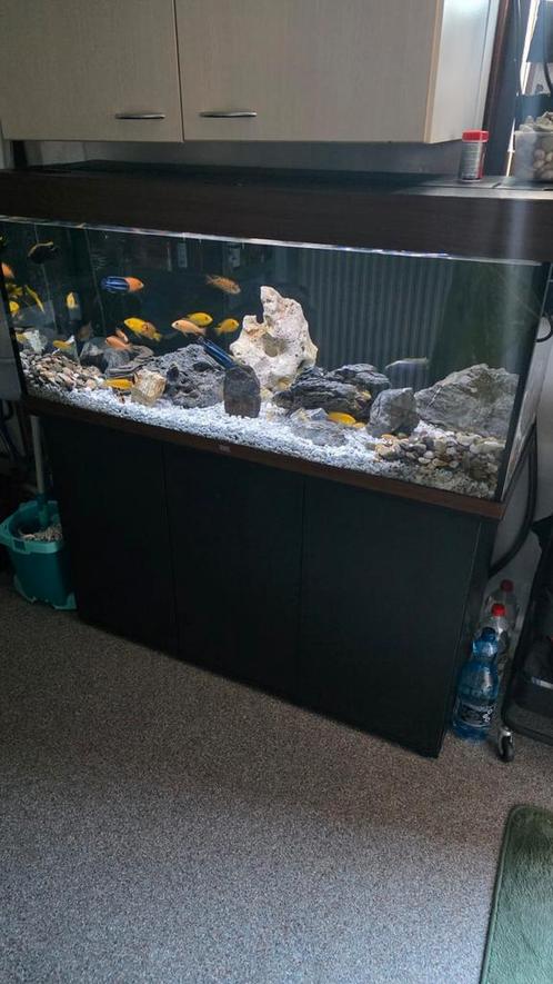 Juwel Rio 240 met Malawi Cicliden, Dieren en Toebehoren, Vissen | Aquaria en Toebehoren, Zo goed als nieuw, Gevuld zoetwateraquarium