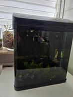 Aquarium + Vissen + Alle benodigdheden, Dieren en Toebehoren, Ophalen, Zo goed als nieuw, Gevuld zoetwateraquarium