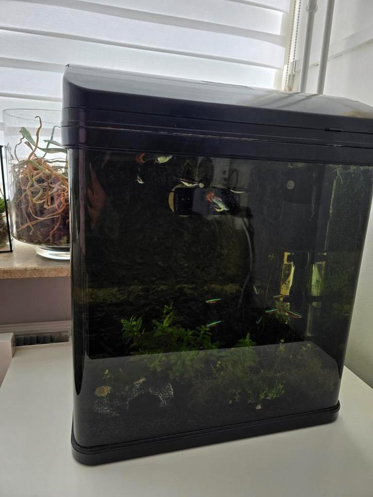 Aquarium + Vissen + Alle benodigdheden, Dieren en Toebehoren, Vissen | Aquaria en Toebehoren, Zo goed als nieuw, Gevuld zoetwateraquarium