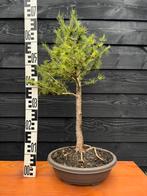 Bonsai lariks 3, Halfschaduw, Overige soorten, Minder dan 100 cm, Ophalen
