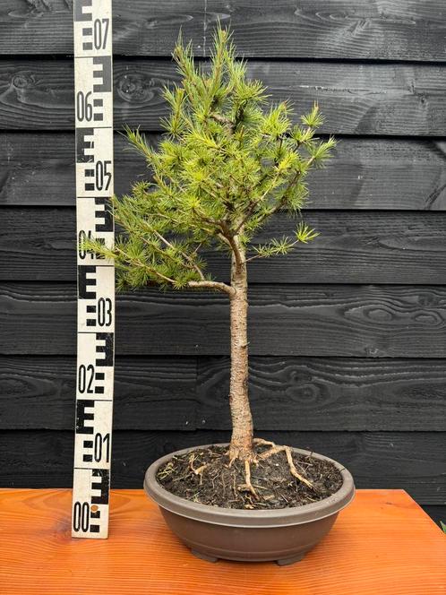 Bonsai lariks 3, Tuin en Terras, Planten | Bomen, Overige soorten, Minder dan 100 cm, Halfschaduw, In pot, Ophalen