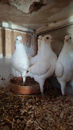 2 koppels Duitse modena wit met donkere ogen, Dieren en Toebehoren, Meerdere dieren, Overige soorten