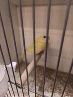 Splendid, Dieren en Toebehoren, Vogels | Overige Vogels, Vrouwelijk