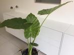 Alocasia, Huis en Inrichting, Kamerplanten, Ophalen, Halfschaduw, Minder dan 100 cm