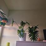 Philodendron bipinnatifidum, Huis en Inrichting, Kamerplanten, Ophalen, Overige soorten, Minder dan 100 cm
