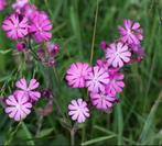 Koekoeksbloem zaailingen biologisch dagkoekoeksbloem, Volle zon, Vaste plant, Zomer, Ophalen