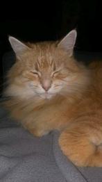 Prachtige nestje kittens, Meerdere dieren