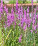 Grote Kattenstaart - Inheemse plant, Volle zon, Vaste plant, Zomer, Ophalen