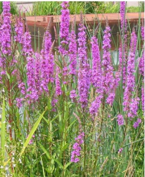 Grote Kattenstaart - Inheemse plant, Tuin en Terras, Planten | Tuinplanten, Vaste plant, Overige soorten, Volle zon, Zomer, Ophalen