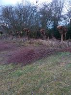 Wilgentakken, Tuin en Terras, Planten | Bomen, Ophalen, Volle zon, Overige soorten