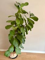 Ficus Lyrata, tabaksplant 230 cm, 3 stammen, Huis en Inrichting, Kamerplanten, Ophalen, Ficus, 200 cm of meer, In pot