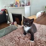 Kruising britse korthaar nog 1 kitten, Dieren en Toebehoren, Katten en Kittens | Raskatten | Korthaar, Meerdere dieren
