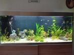 Aquarium  zoetwater vissen erin  400 liter bak met computer, Dieren en Toebehoren, Vissen | Aquaria en Toebehoren, Ophalen, Gebruikt