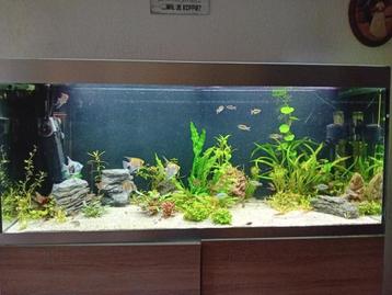 Aquarium  zoetwater vissen erin  400 liter bak met computer beschikbaar voor biedingen