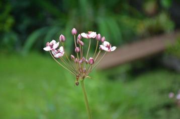 Zwanebloem (roze) beschikbaar voor biedingen