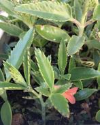 Kalanchoe Lloret bio stekjes kamerplanten prachtige bloesem, Huis en Inrichting, Kamerplanten, Ophalen of Verzenden, Halfschaduw