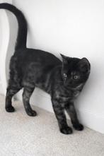 Bengaal kittens ,getest en met stamboom, Dieren en Toebehoren, Katten en Kittens | Raskatten | Korthaar, Meerdere dieren, Met stamboom