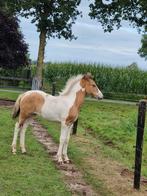 Nieuwe advertentie->Geweldig mooi bont fjord merrie veulen, Merrie, Minder dan 160 cm, Met stamboom, 0 tot 2 jaar