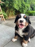 Berner Sennen pups, Overige rassen, CDV (hondenziekte), 8 tot 15 weken, Meerdere