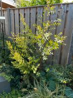 GRATIS eucalyptus 150cm hoog 60 cm breed, Tuin en Terras, Ophalen, Overige soorten, Minder dan 100 cm