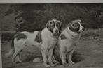 belgie 1910 twee honden sint bernard, Verzamelen, Ophalen, Voor 1920, Gelopen, Overige thema's