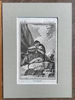 Talapoin / Dwergmeerkatten - Buffon 1770 aap / apen, Ophalen of Verzenden