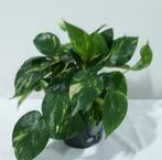 Scindapsus aureum, Huis en Inrichting, Ophalen of Verzenden, Overige soorten, Halfschaduw, Minder dan 100 cm