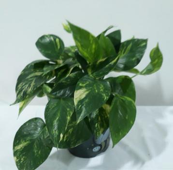 Scindapsus aureum  beschikbaar voor biedingen