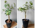 Schefflera variegata kamerplant 90cm, Ophalen, Overige soorten, Halfschaduw, In pot