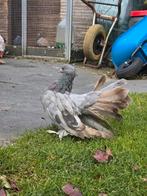 Indiase pauwstaart duivin, Dieren en Toebehoren, Vogels | Duiven, Vrouwelijk